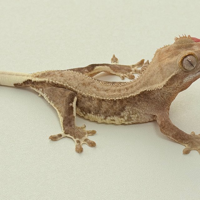 팬텀 릴리화이트