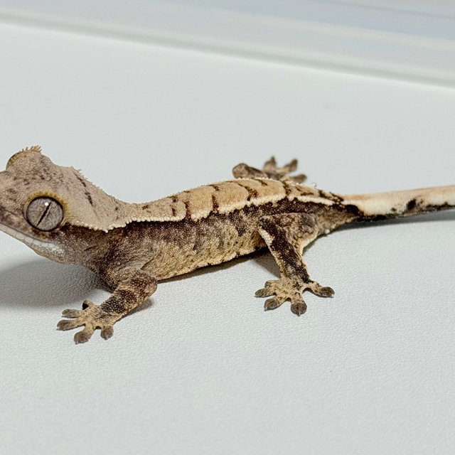 노멀 드리피 화이트스팟