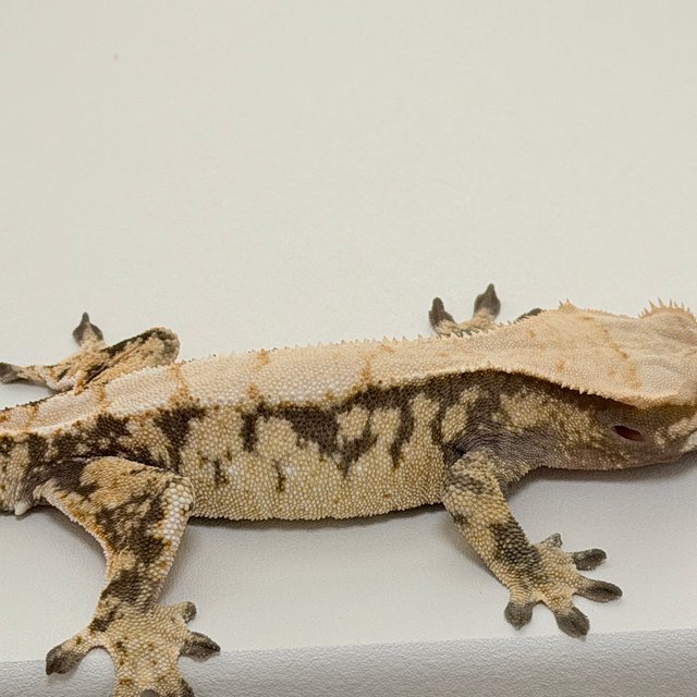 노멀 드리피 화이트스팟