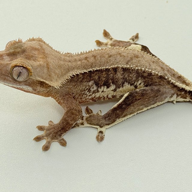 팬텀 릴리화이트