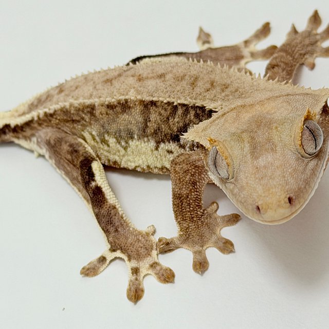 팬텀 릴리화이트 풀핀