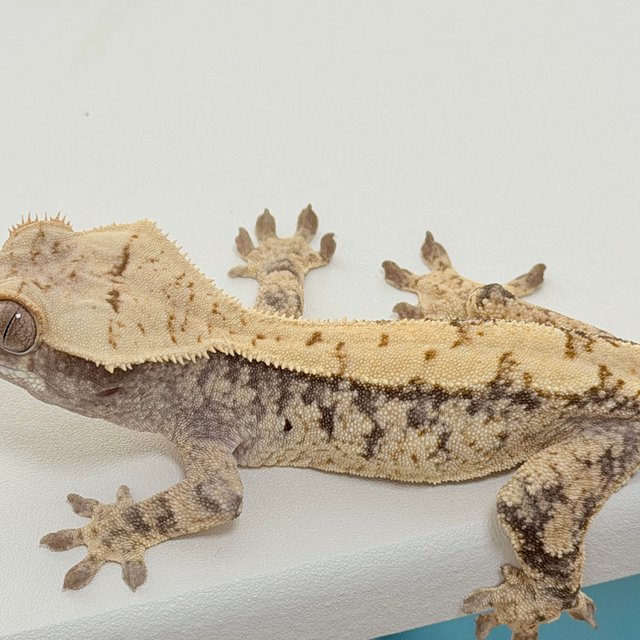 노멀 드리피 화이트스팟 화이트포트홀