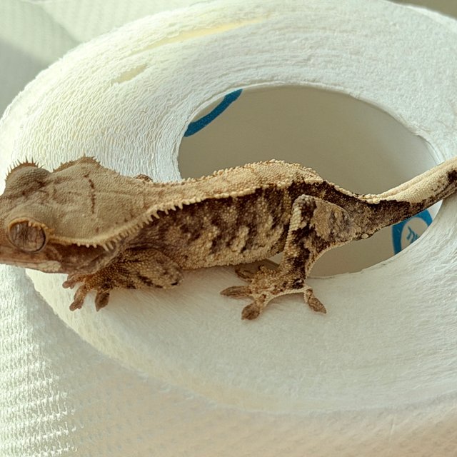 노멀 익스트림할리퀸 트라이