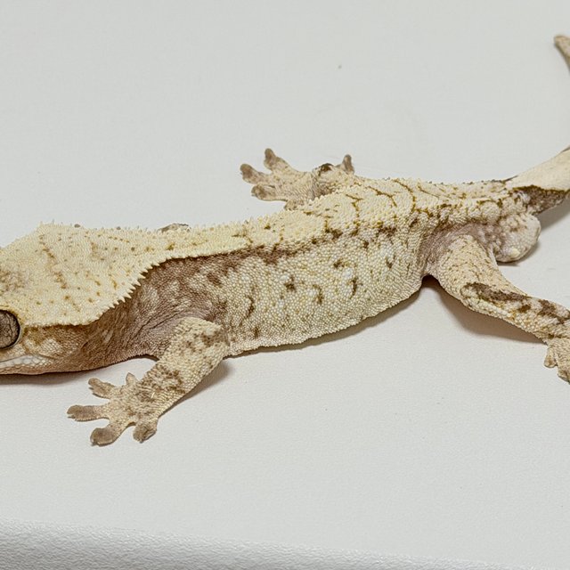 노멀 드리피 화이트스팟 화이트