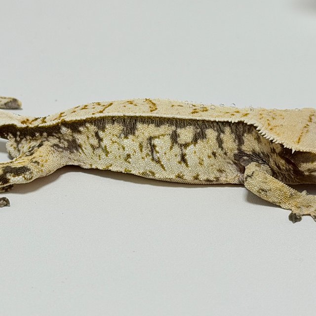 노멀 드리피 화이트스팟 블랙 화이트