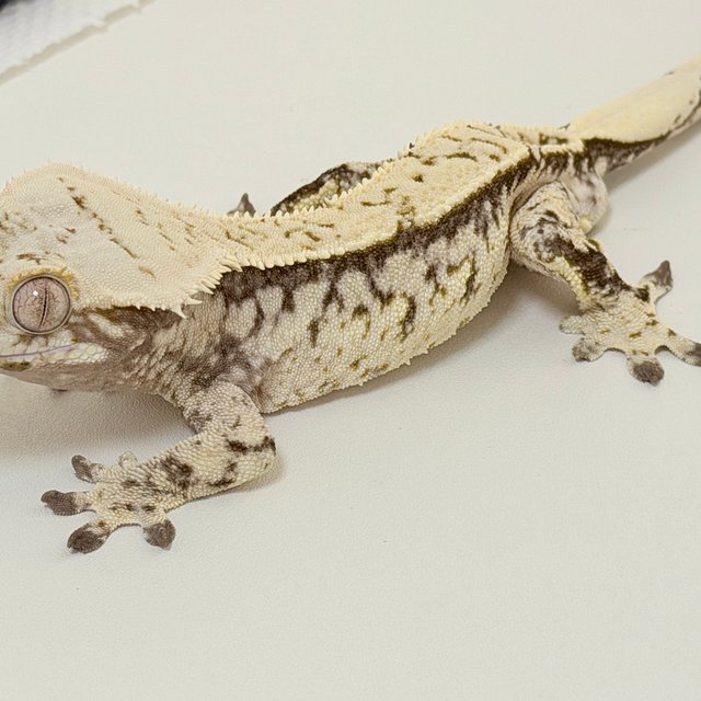 노멀 드리피 화이트스팟 화이트포트홀