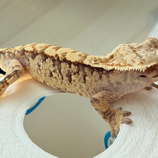 노멀 드리피 화이트스팟 화이트포트홀