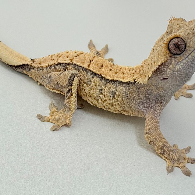 노멀 드리피 화이트포트홀 화이트스팟 트라이