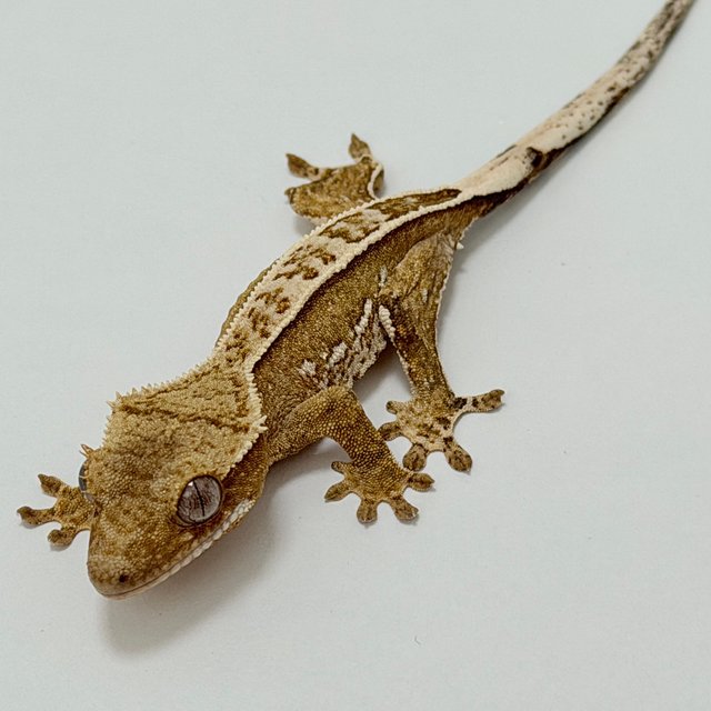 노멀 풀핀 크림시클