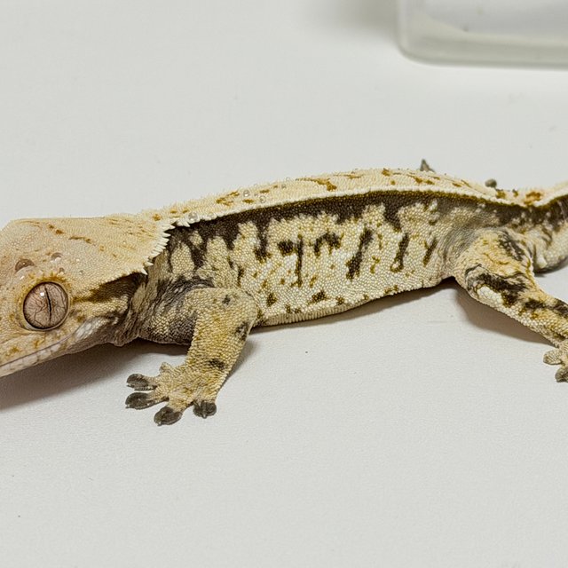 노멀 드리피 화이트스팟 블랙 화이트