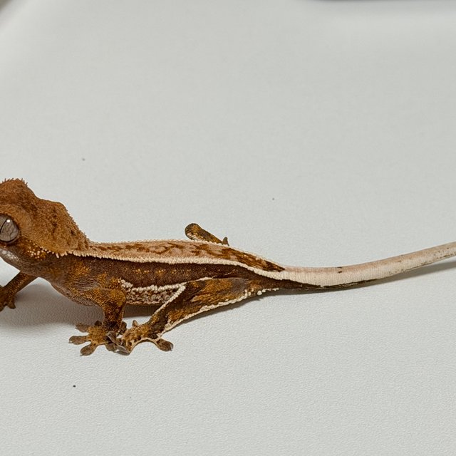 노멀 화이트스팟 트라이 풀핀