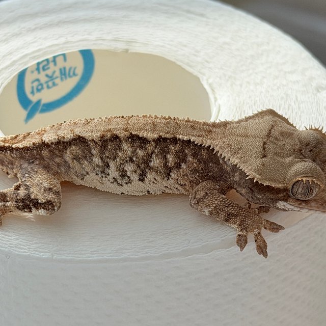 노멀 익스트림할리퀸 트라이