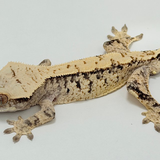 노멀 드리피 화이트스팟