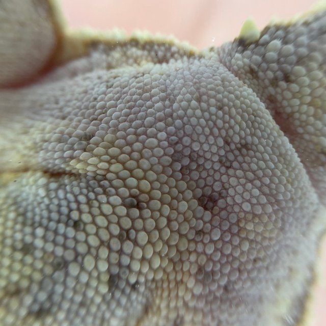 노멀 드리피 화이트포트홀 화이트스팟 트라이