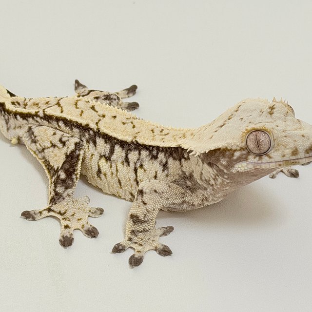 노멀 드리피 화이트스팟 화이트포트홀