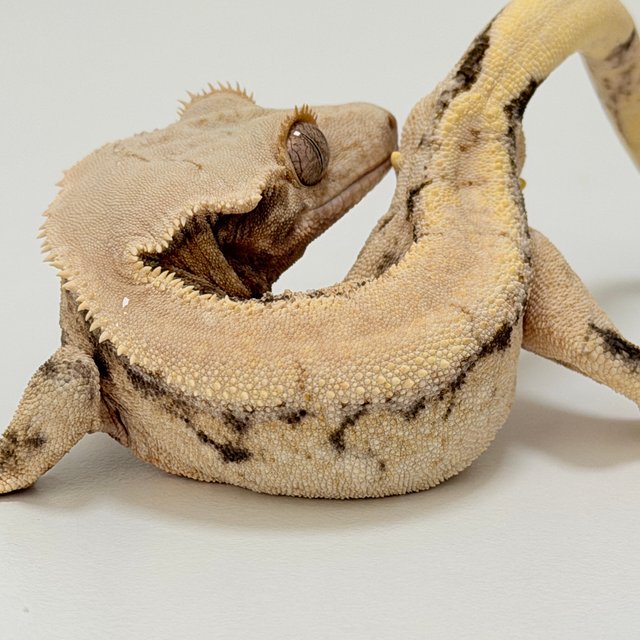 노멀 드리피 화이트스팟 화이트포트홀