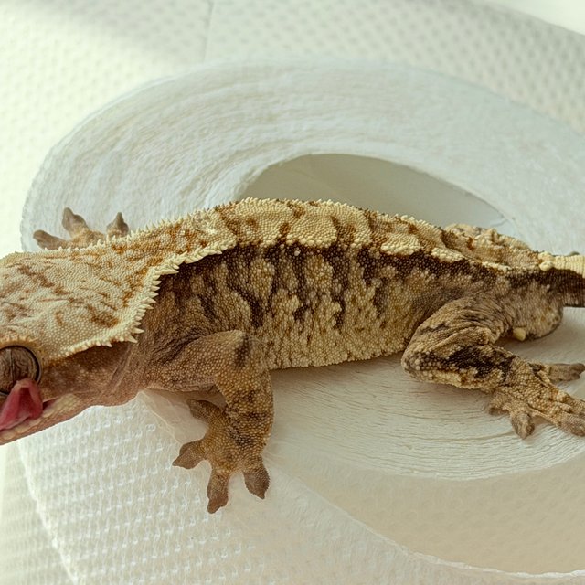 노멀 드리피 화이트스팟 화이트포트홀