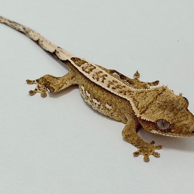 노멀 풀핀 크림시클