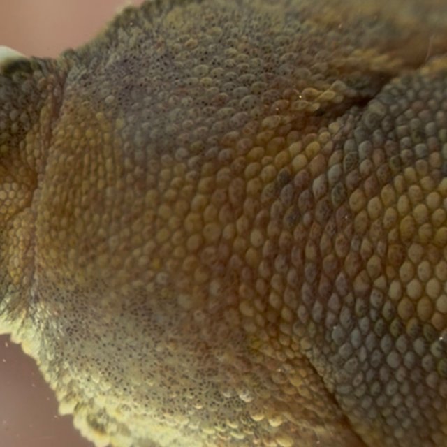 노멀 크림시클 풀핀