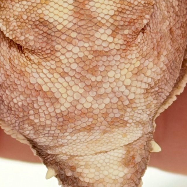 팬텀 릴리화이트