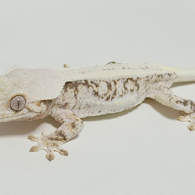 릴리화이트 드리피 화이트스팟