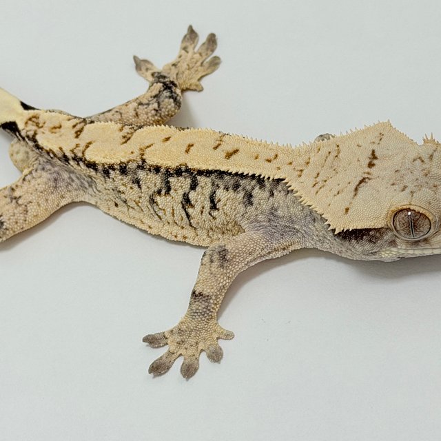 노멀 드리피 화이트스팟