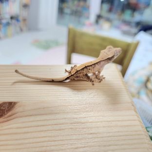 화이트스팟 트라이 화이트포트홀