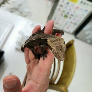 아잔틱