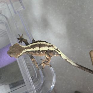 세이블