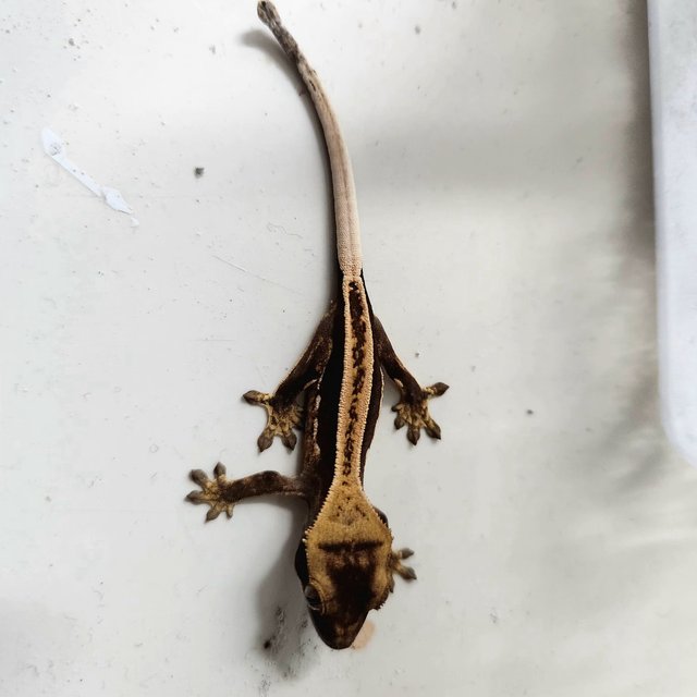 엠티백 슈퍼스트라이프