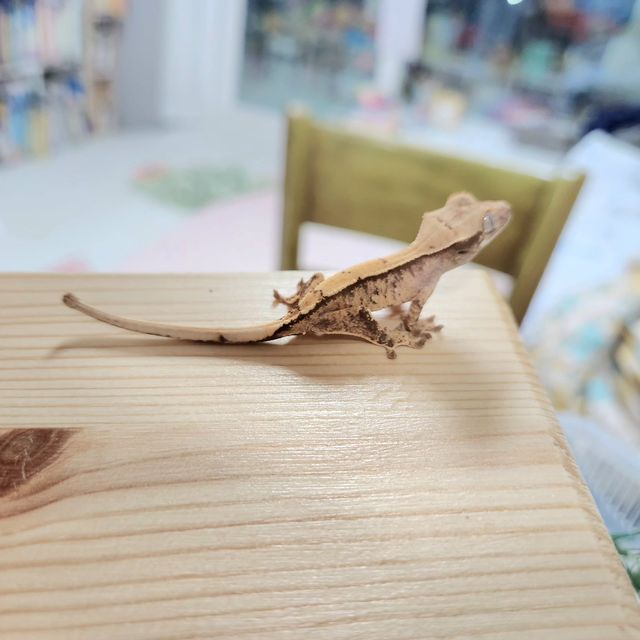 화이트스팟 트라이 화이트포트홀