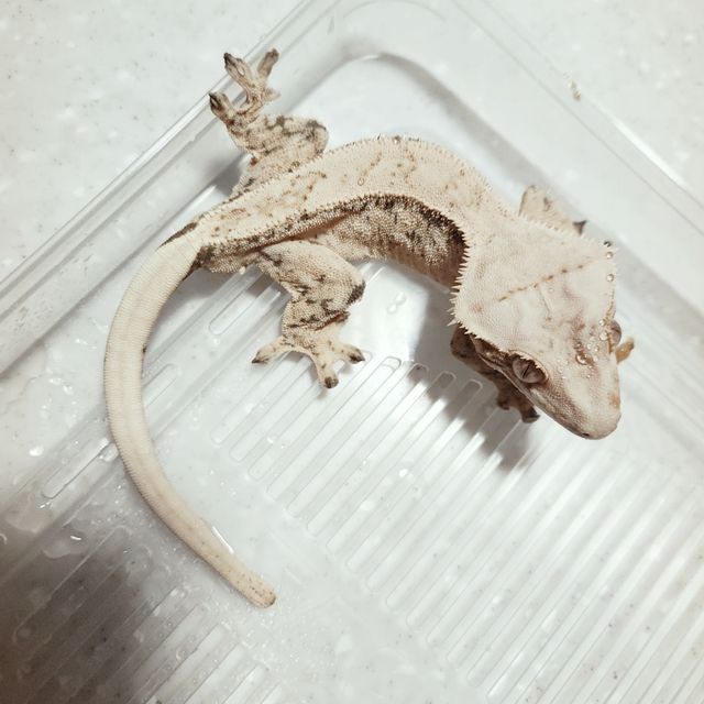 쿼드 드리피 화이트스팟