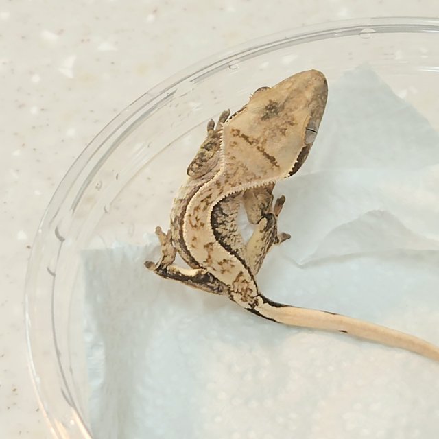 노멀 화이트스팟