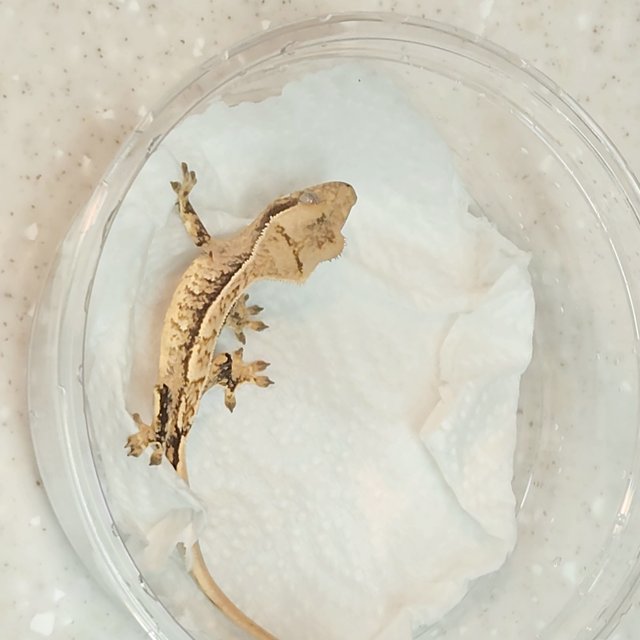 노멀 화이트스팟