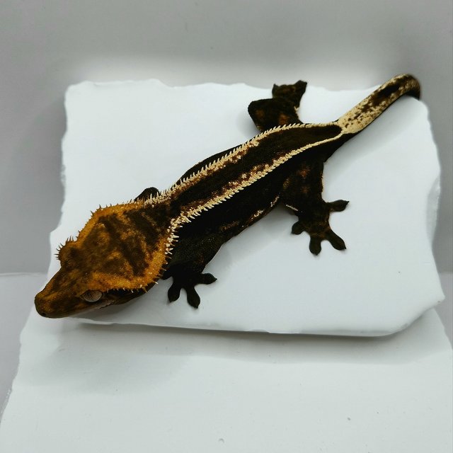 엠티백 슈퍼스트라이프