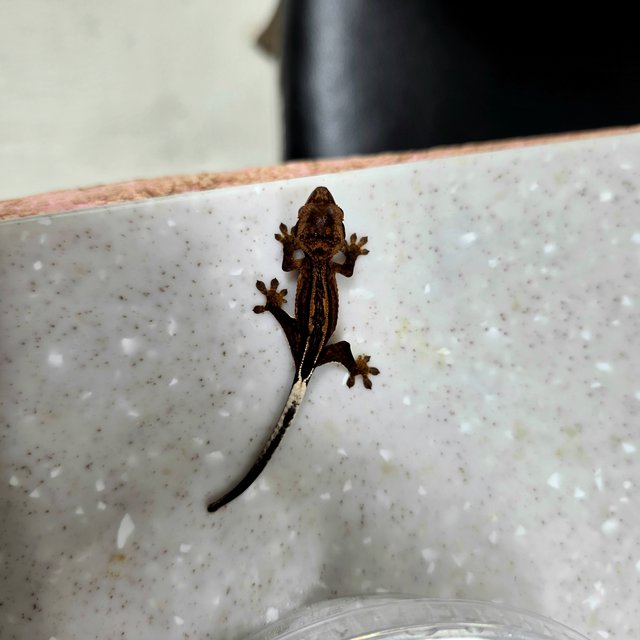 팬텀 엠티백 슈퍼스트라이프