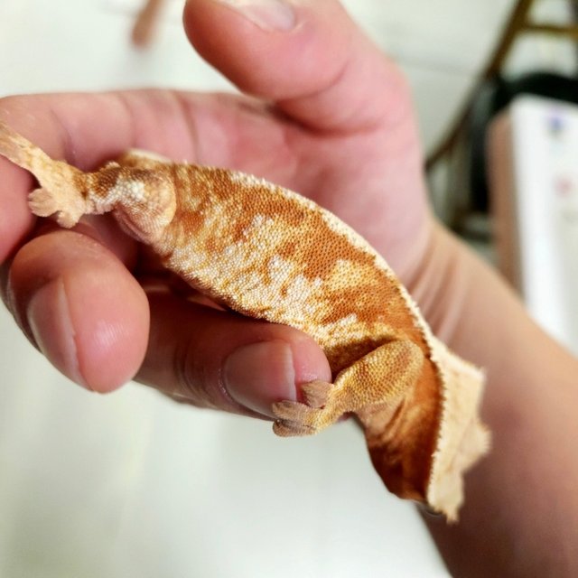 트라이 레드 화이트스팟