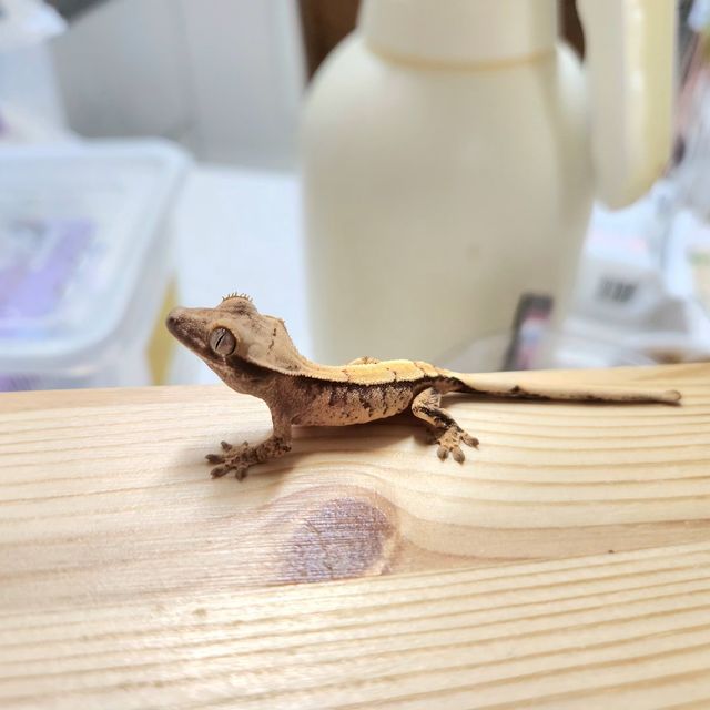 화이트스팟 트라이 화이트포트홀