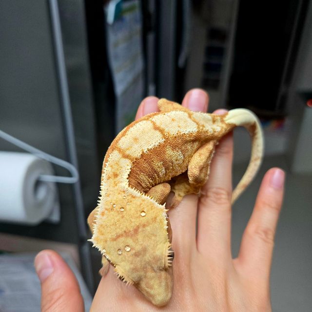 트라이 레드