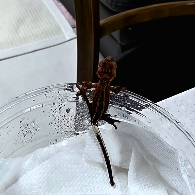 팬텀 엠티백 슈퍼스트라이프