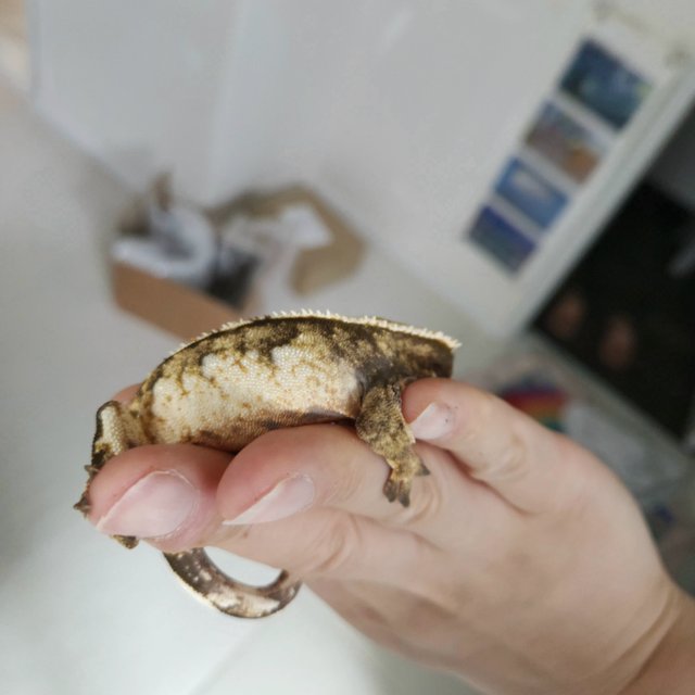 노멀 익스트림할리퀸 텐저린 트라이