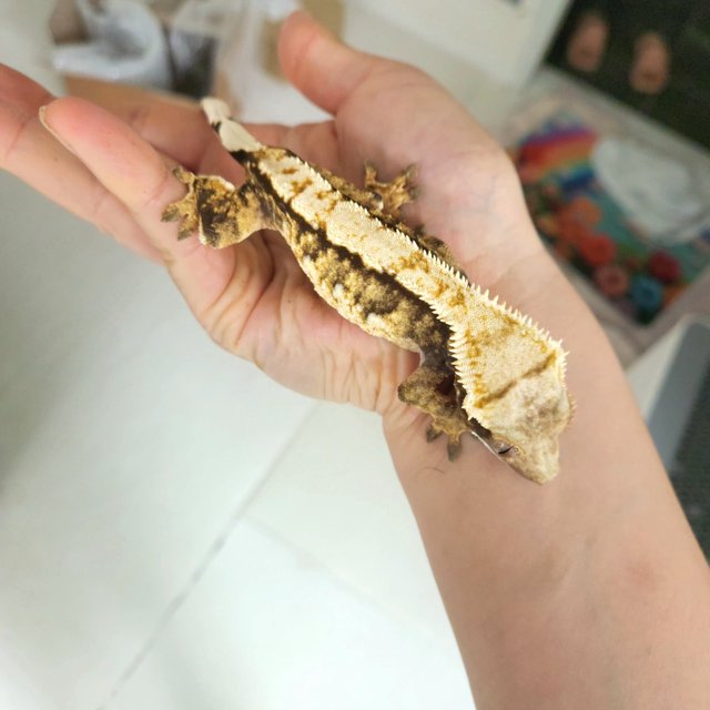 노멀 익스트림할리퀸 텐저린 트라이