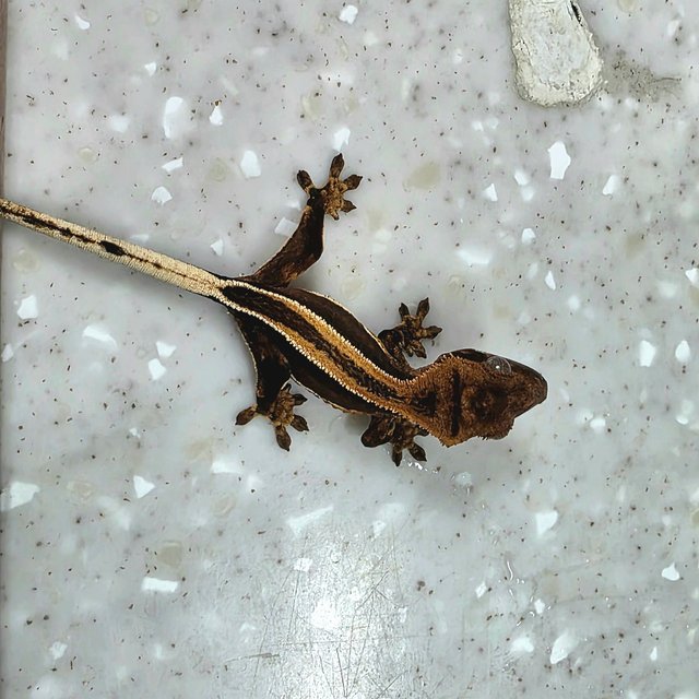 슈퍼스트라이프 엠티백