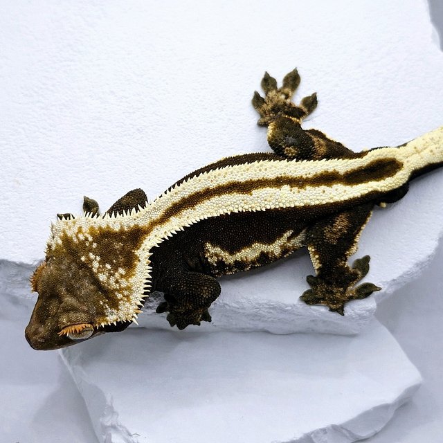 슈퍼스트라이프 엠티백