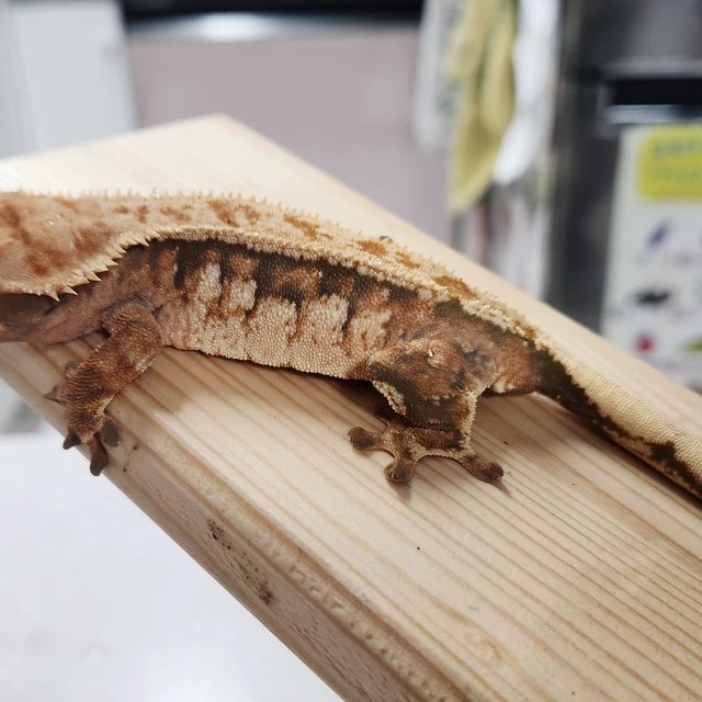 트라이 드리피 텐저린