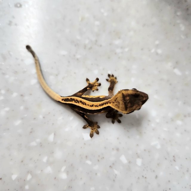 엠티백 슈퍼스트라이프