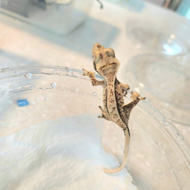 노멀 화이트스팟 트라이 익스트림할리퀸