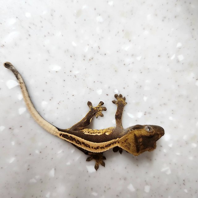 엠티백 슈퍼스트라이프