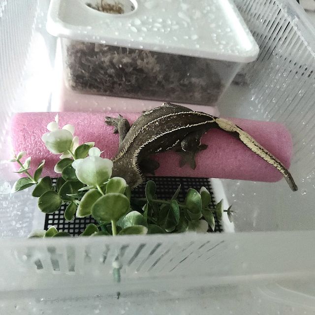 엠티백