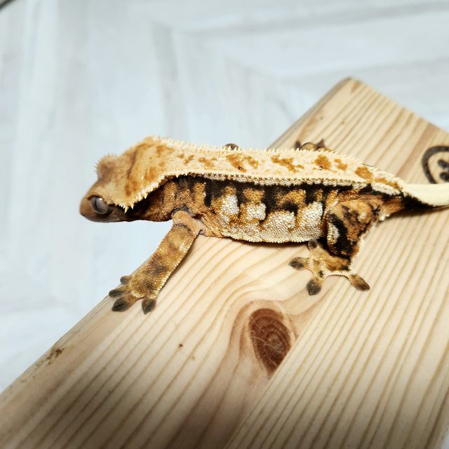 트라이 드리피 텐저린